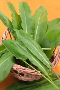 Sorrel Stars in Russian Soup Image